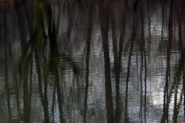 Sortie marais de Montfort-01