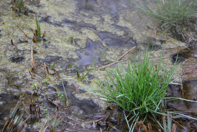 Sortie marais de Montfort-13